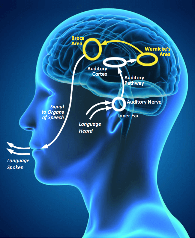 Diagram of the language processing pathway, from hearing a word to understanding it